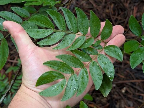Calliandra, 2026-02-10