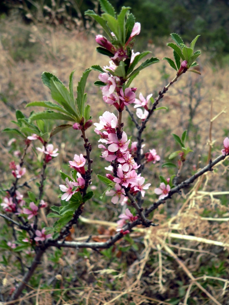 Prunus tianshanica