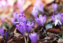 Crocus heuffelianus