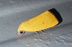 Earias luteolaria