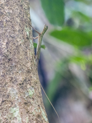 Draco melanopogon
