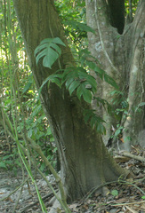 Rhaphidophora