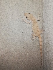 Mediodactylus russowii