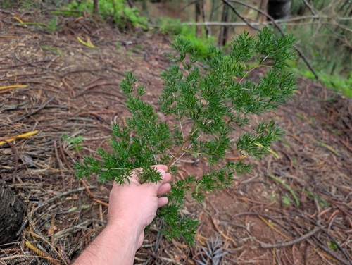 Ming Asparagus (Asparagus macowanii)