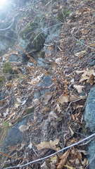 Paragymnopteris marantae