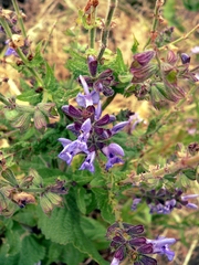 Salvia deserta