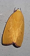 Earias luteolaria