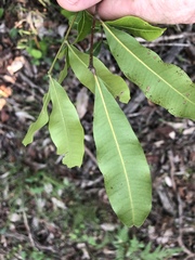 Cupaniopsis parvifolia