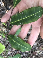 Cupaniopsis parvifolia