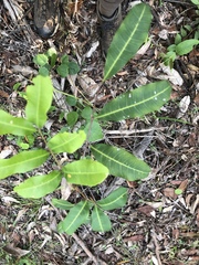 Cupaniopsis parvifolia