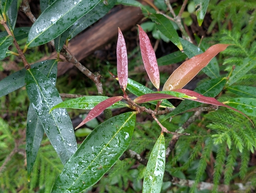Syzygium jambos observed 2026-02-10