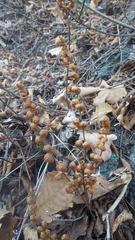 Paragymnopteris marantae