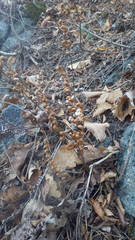 Paragymnopteris marantae