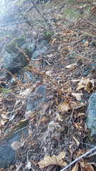 Paragymnopteris marantae