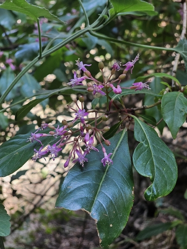 Tree Fuchsia (Fuchsia arborescens)