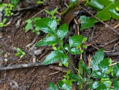 Paullinia fuscescens, photograph author not stated, no rights reserved