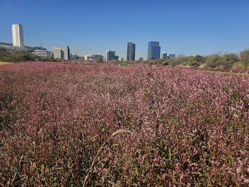 Field smartweed (Persicaria segetum)