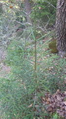 Picea orientalis