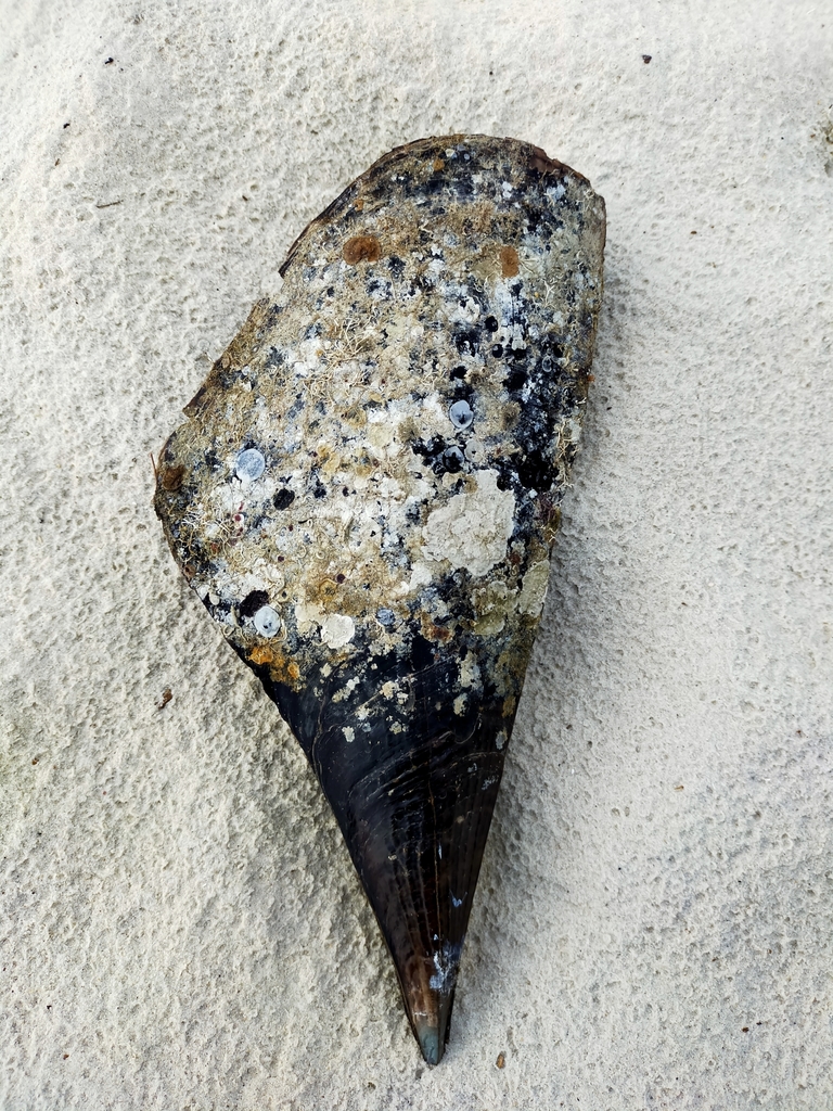 Deltoid Razor Clam