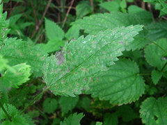 Pseudoperonospora urticae