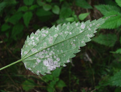 Pseudoperonospora urticae