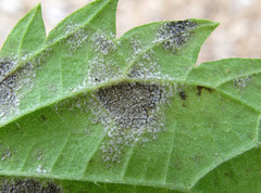 Pseudoperonospora urticae