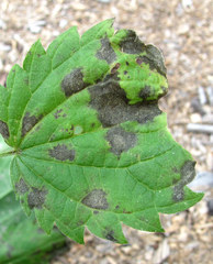 Pseudoperonospora urticae