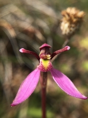 Eriochilus magenteus