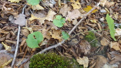 Pimpinella tripartita