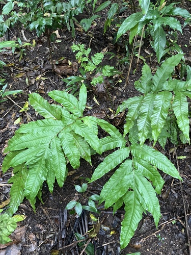 incised halberd fern (Tectaria incisa)
