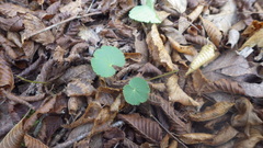 Pimpinella tripartita