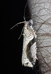 Statherotis pendulata