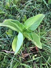 Kalanchoe densiflora