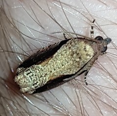 Statherotis pendulata