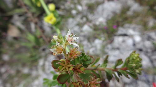 Gormania retusa Rose 3