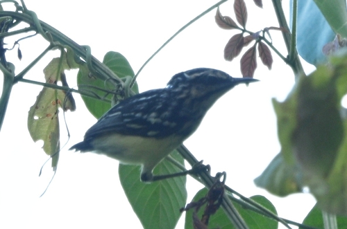 Moustached Antwren (Myrmotherula ignota)