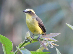 Conopias cinchoneti