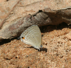 Catochrysops strabo strabo