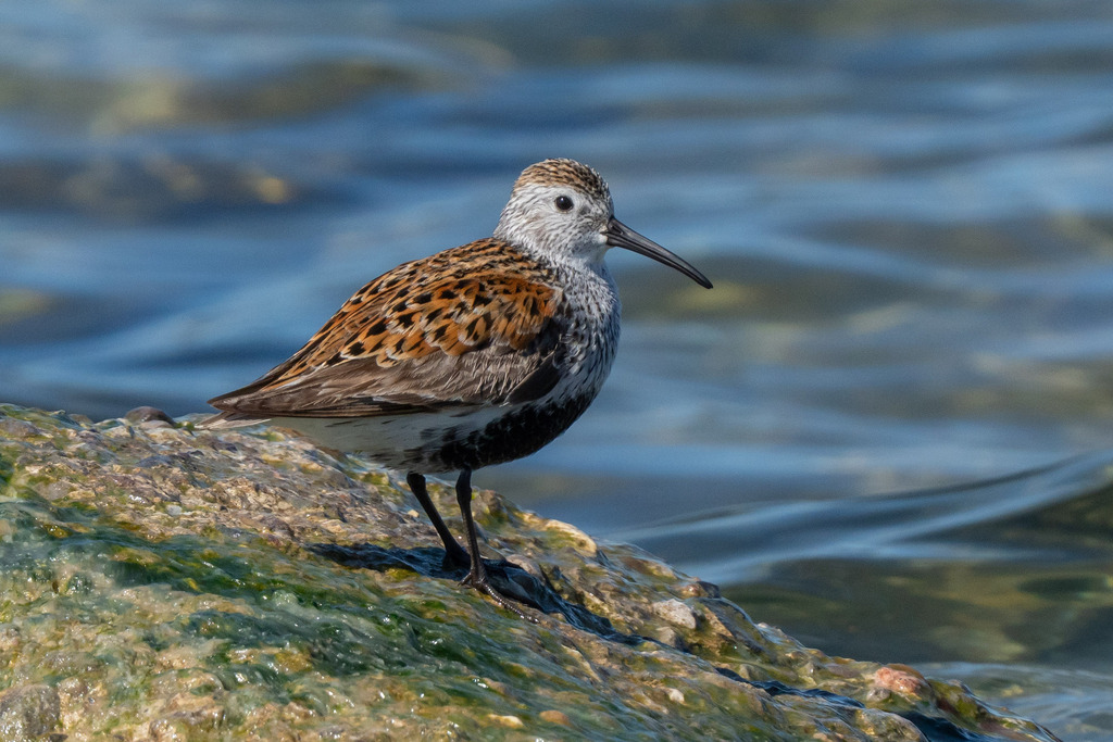 Dunlin from South Riverdale, Toronto, ON, Canada on May 26, 2025 at 10: ...