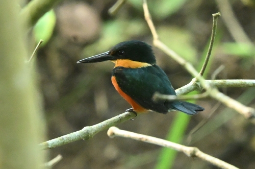 American Pygmy Kingfisher (Chloroceryle aenea), photo 5