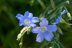Linum perenne
