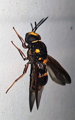 Syndipnomyia auricincta