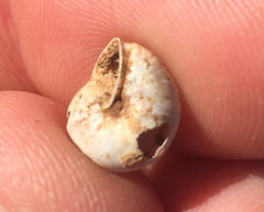 Praticolella berlandieriana