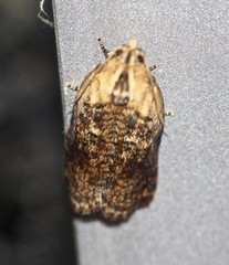 Cryptoptila