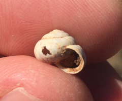 Praticolella berlandieriana