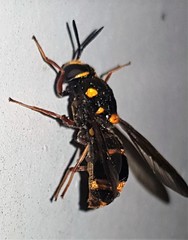 Syndipnomyia auricincta