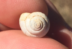 Praticolella berlandieriana