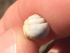 Praticolella berlandieriana