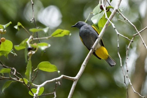 Gray-bellied Bulbul
