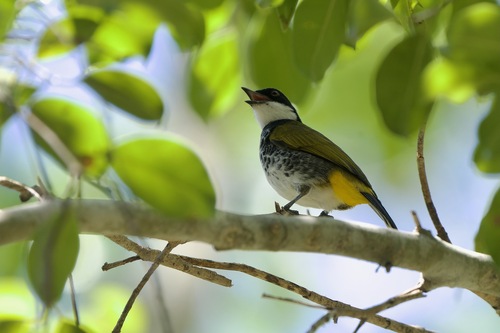 Scaly-breasted Bulbul